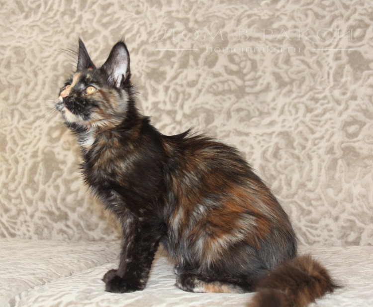 Мейн кун великан