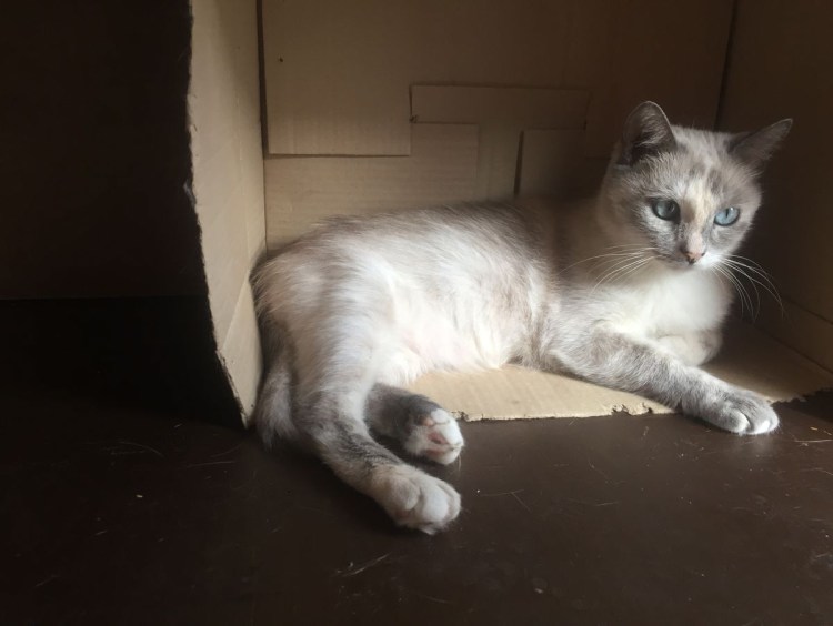 Смесь сиамской кошки