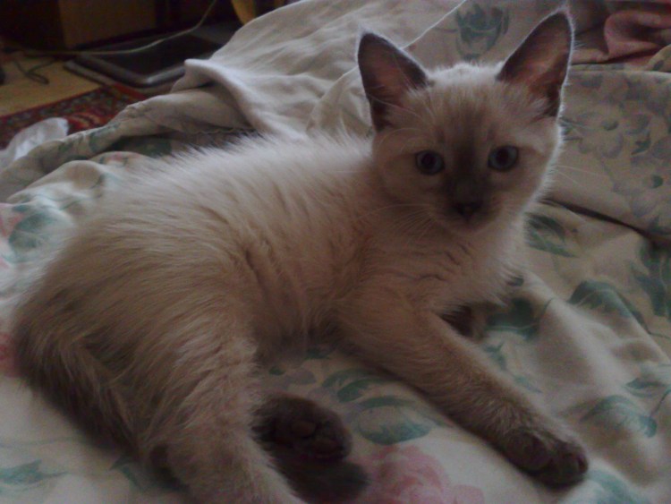 Сиамский кот метис