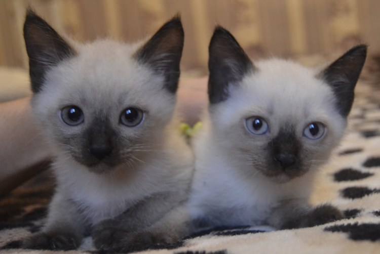 Сиамский кот метис