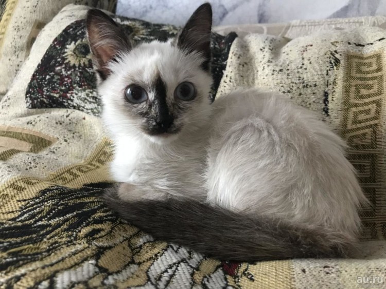 Сиамский кот метис