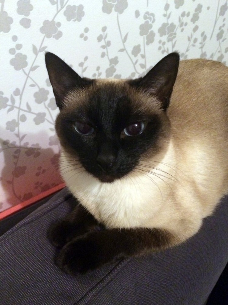 Тайский кот метис Сибирский