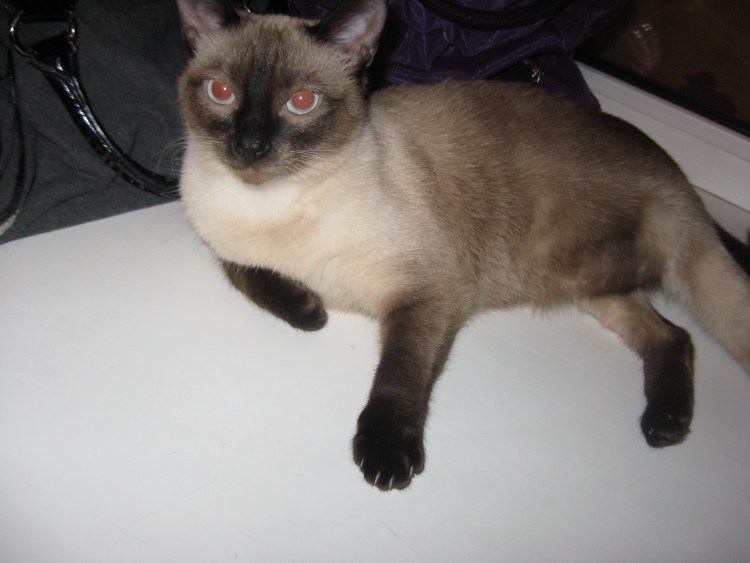 Смесь сиамской кошки с британской