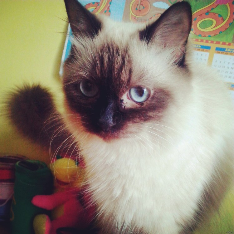 Энн Бейкер Рэгдолл