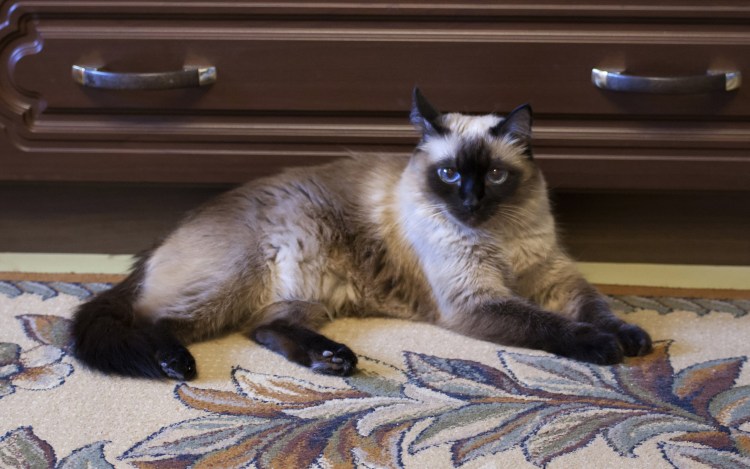 Смесь сиамской и сибирской