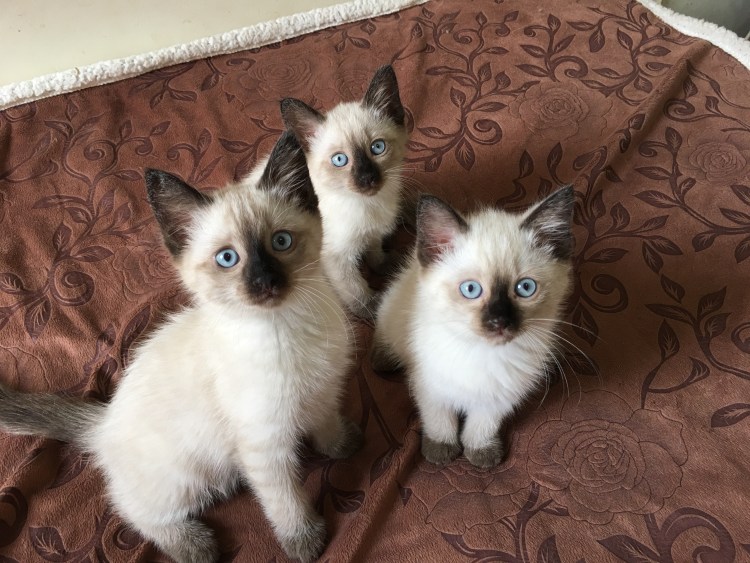 Сиамский кот метис