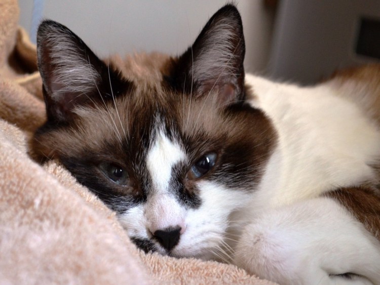 Британский Мейн кун