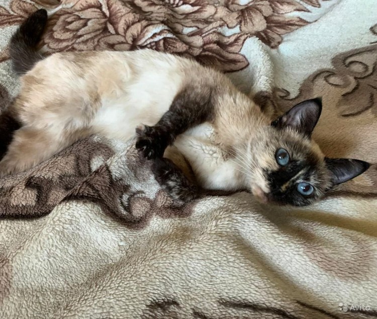 Сиамская помесь