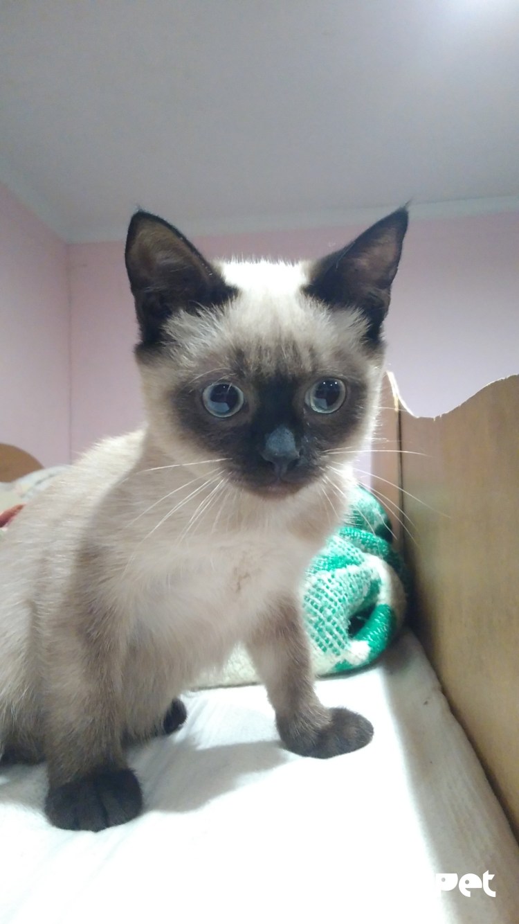 Невская гималайская Сиамская кошка