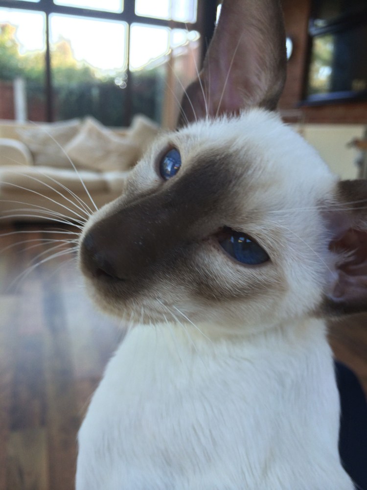 Египетский сиамский кот