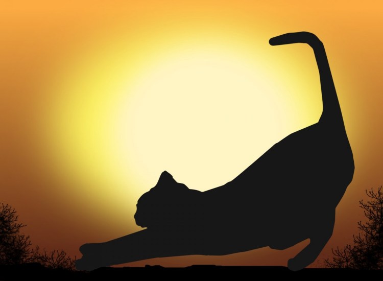 Интересные фото кошек