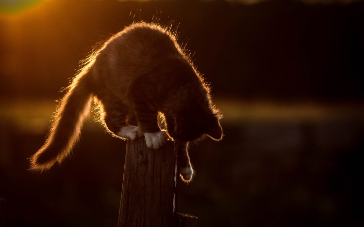 Коты на закате