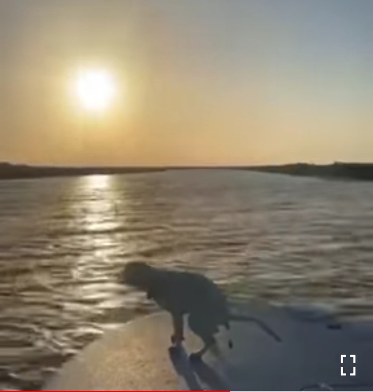 Собака какает на закате