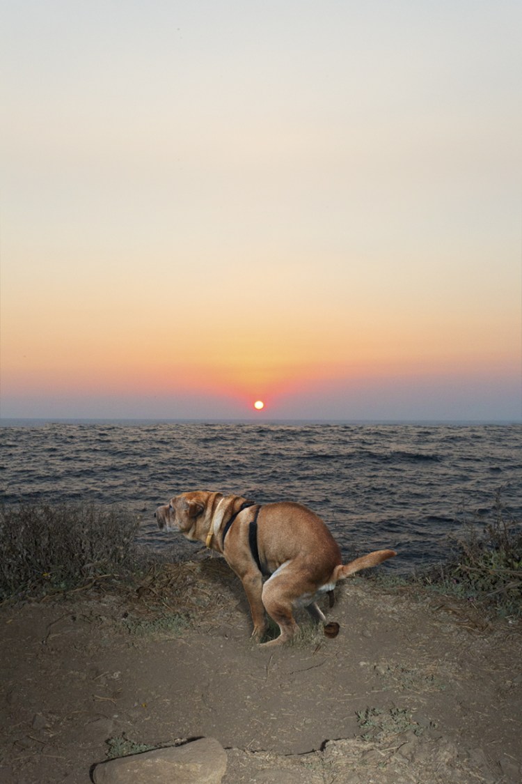 Собака какает на закате