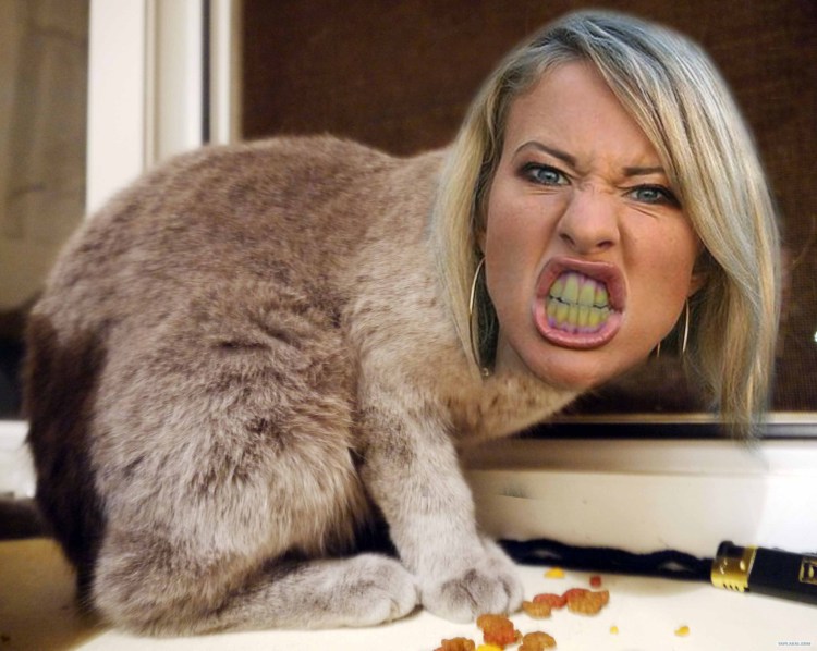 Кот какает на грядки