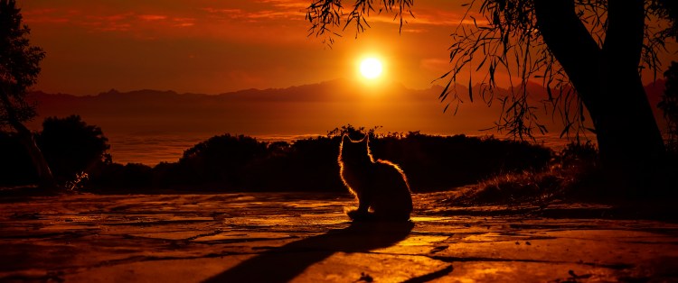 Два кота на фоне заката