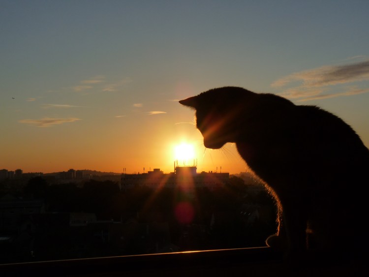 Срущий кот на фоне заката