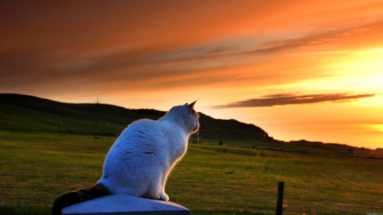 Кошка на закатном солнце