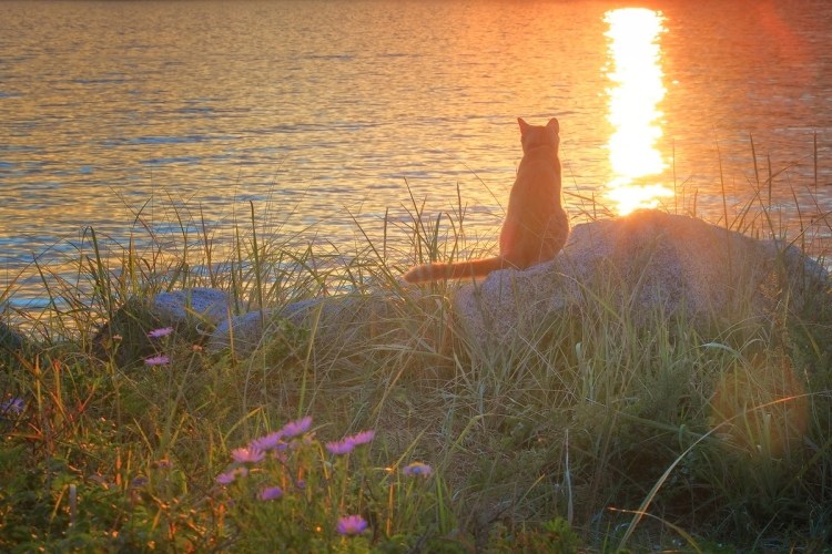 Кот на рассвете