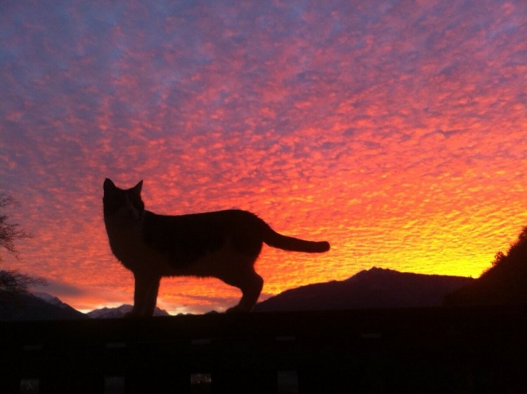Силуэт кошки на фоне заката
