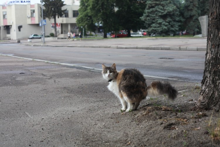 Собака какает вектор