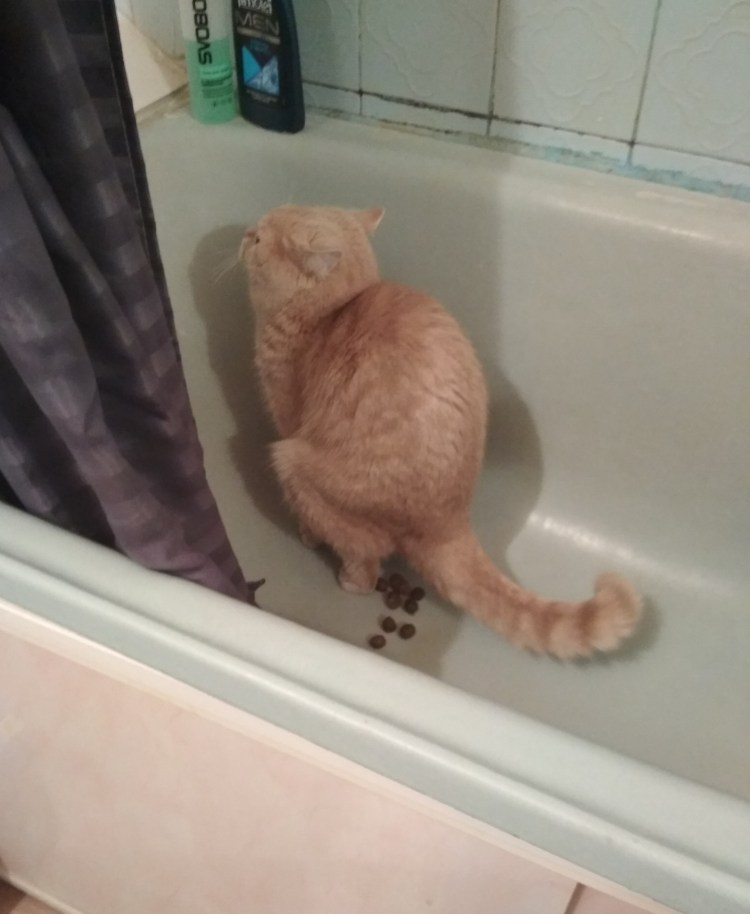 Кот на закате