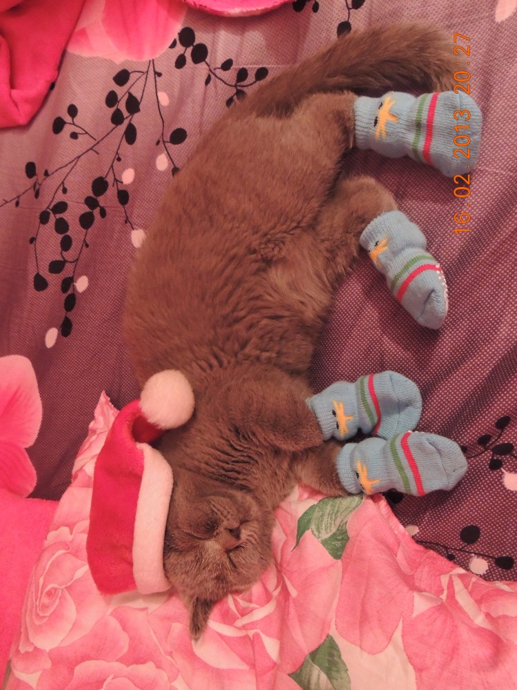 Футболка Gucci с котом