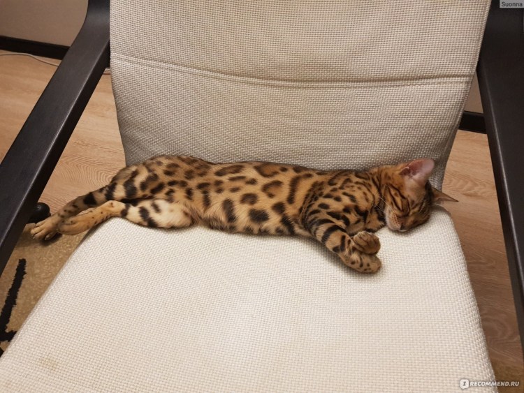 Кот Афони гуччи порода