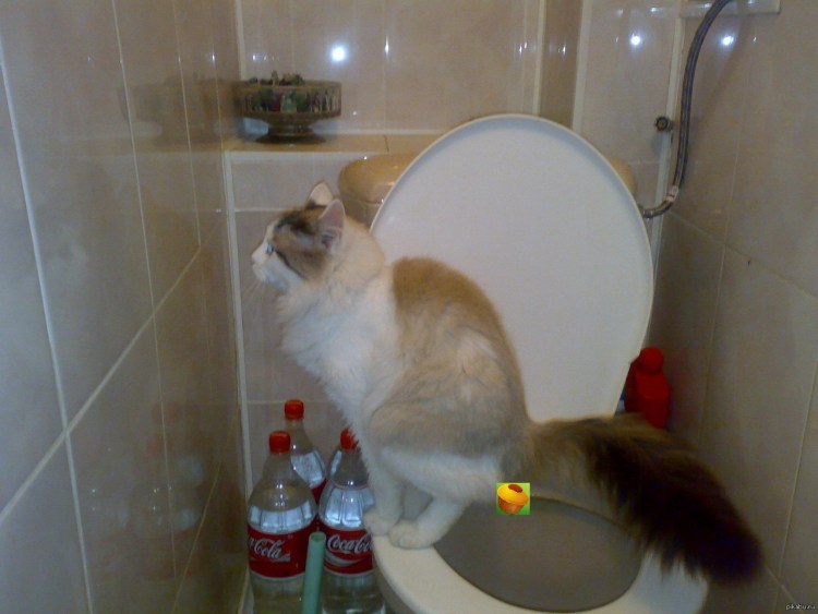 Толстовка гуччи желтая