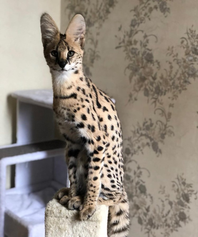 Кот сервал гуччи