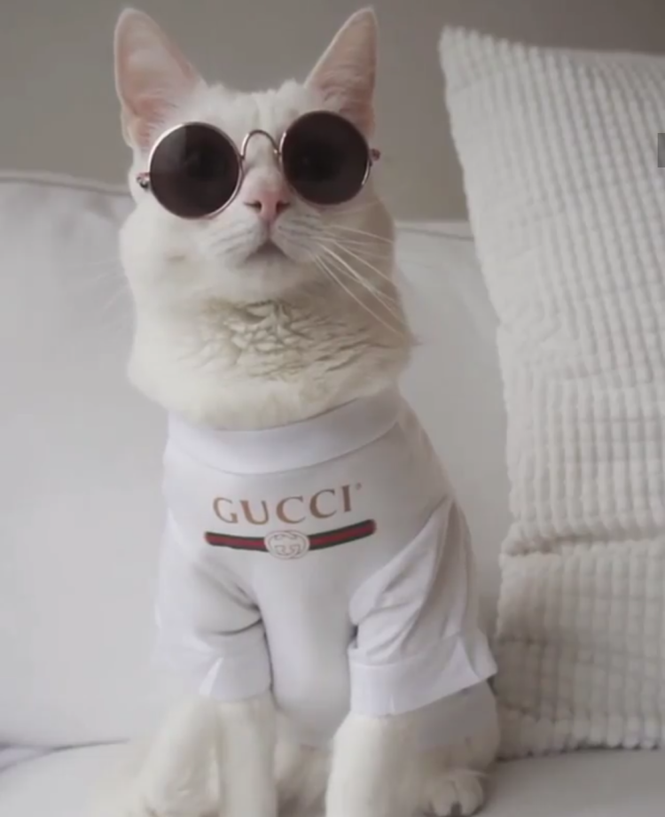 Gucci Cat Hoodie
