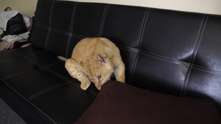 Оцелот, Ашера, сервал