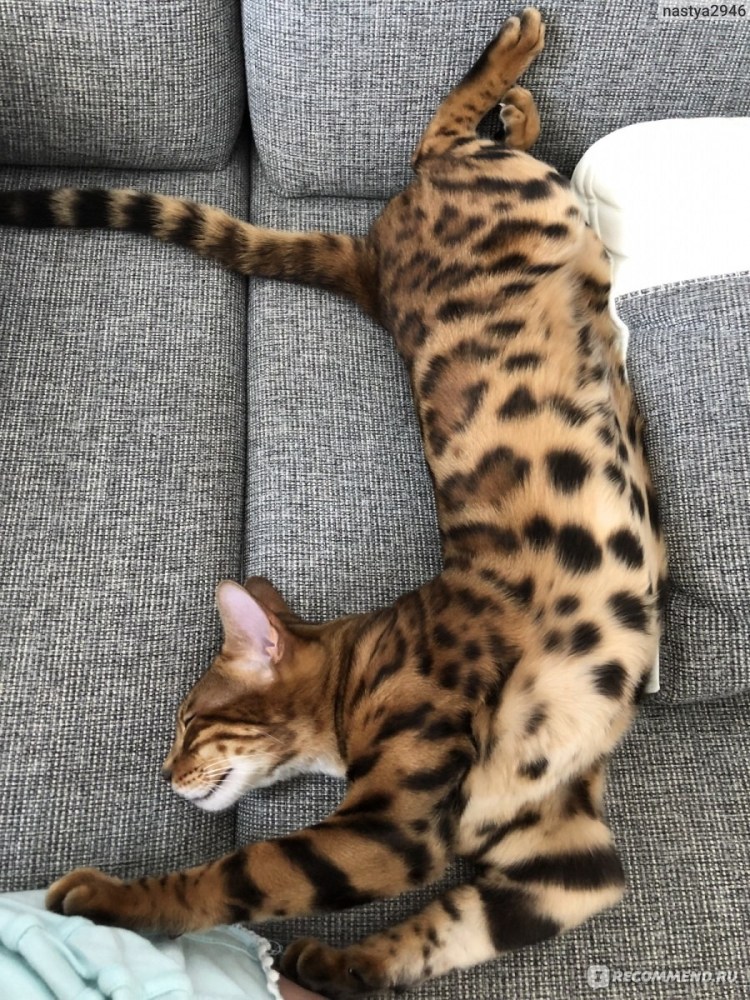 Сервал кошка домашняя