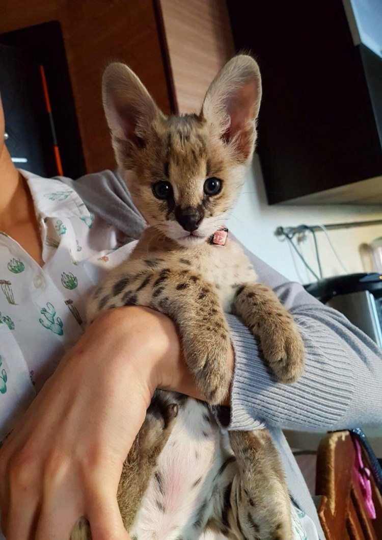 Gucci с котом принт