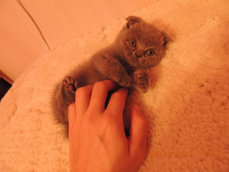 Афоня блоггер кошка