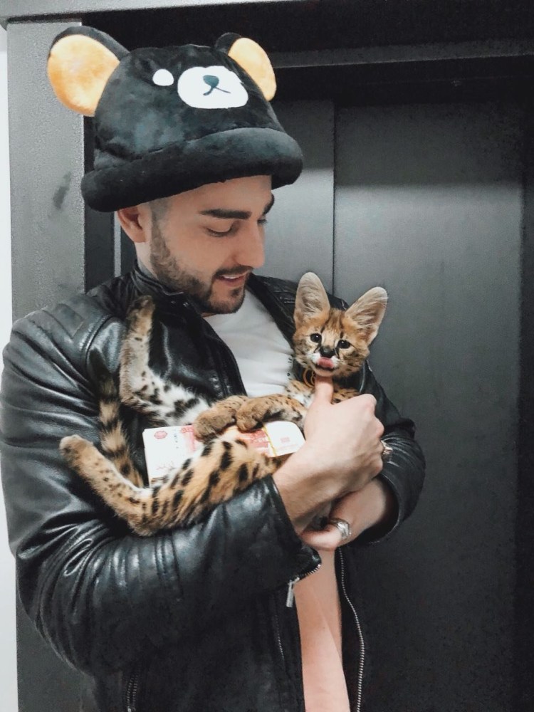 Кот Афони гуччи