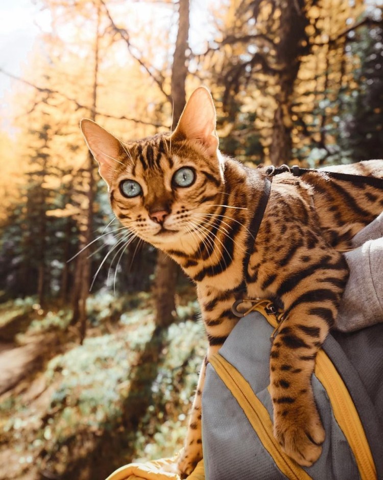 Gucci Cruise 2019 campaign: Gucci Gothic