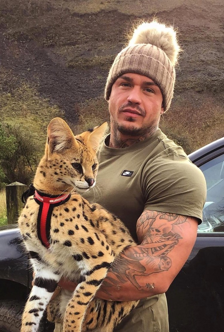 Gucci Mystic Cat кроссовки