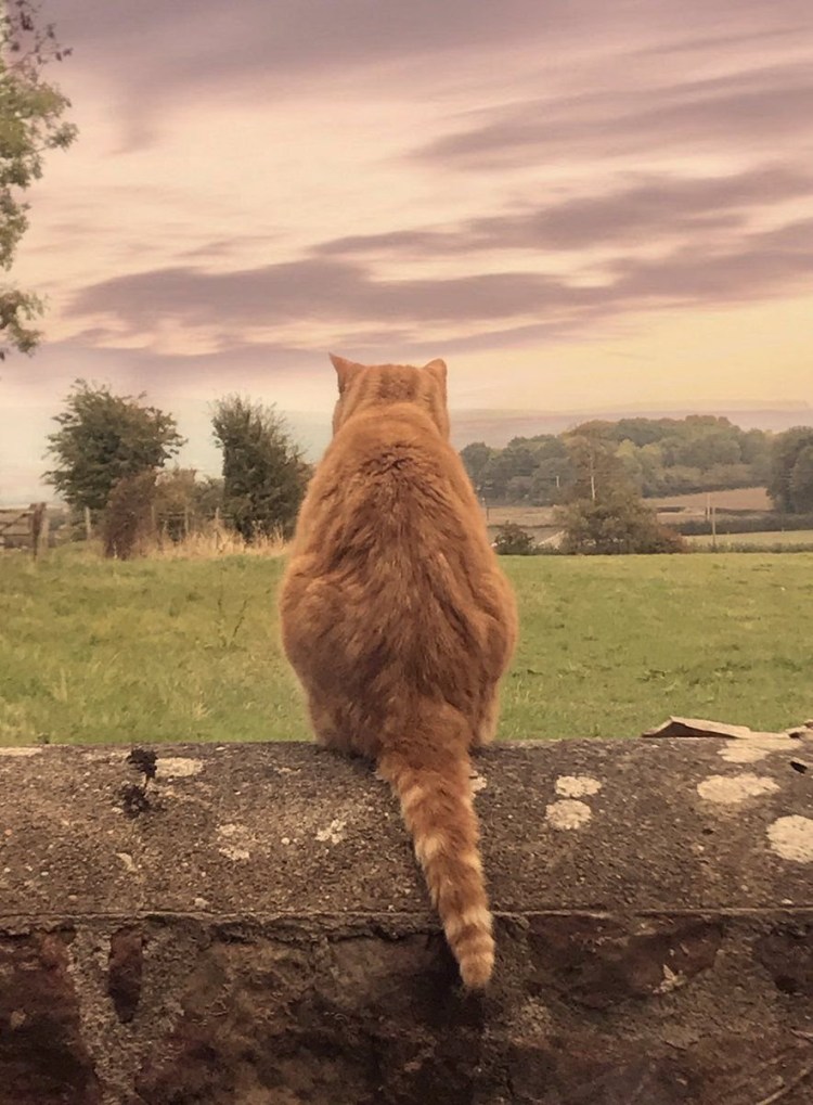 Кот уходит в даль