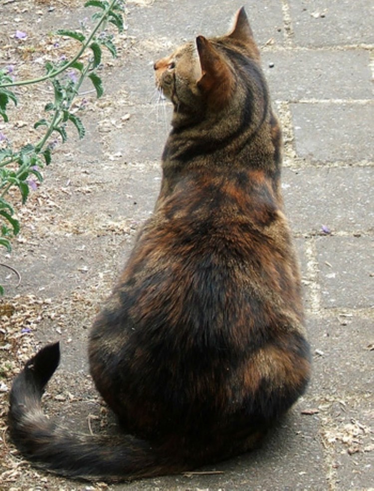 Кошка со спины