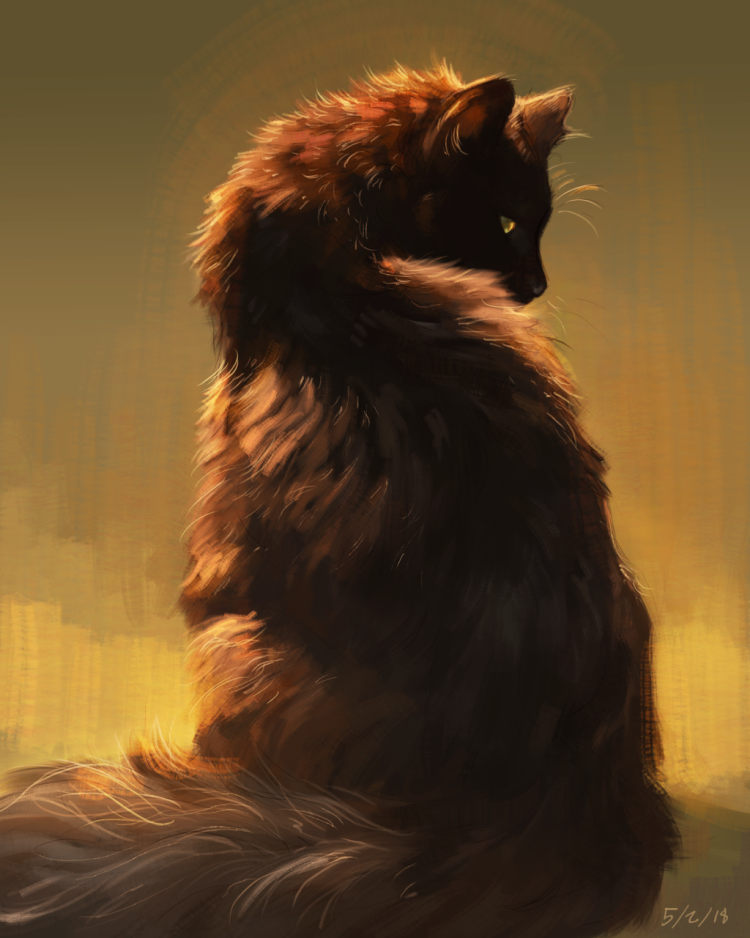 Коты на спине