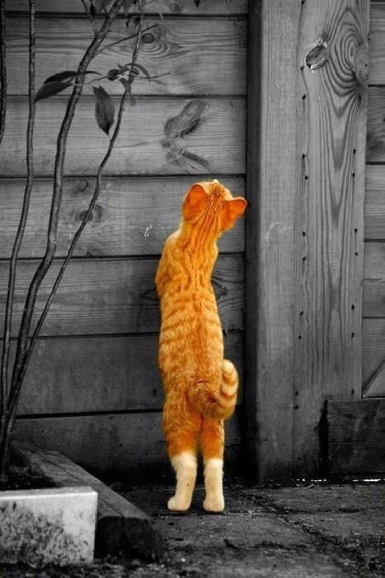 Кошка сидит спиной