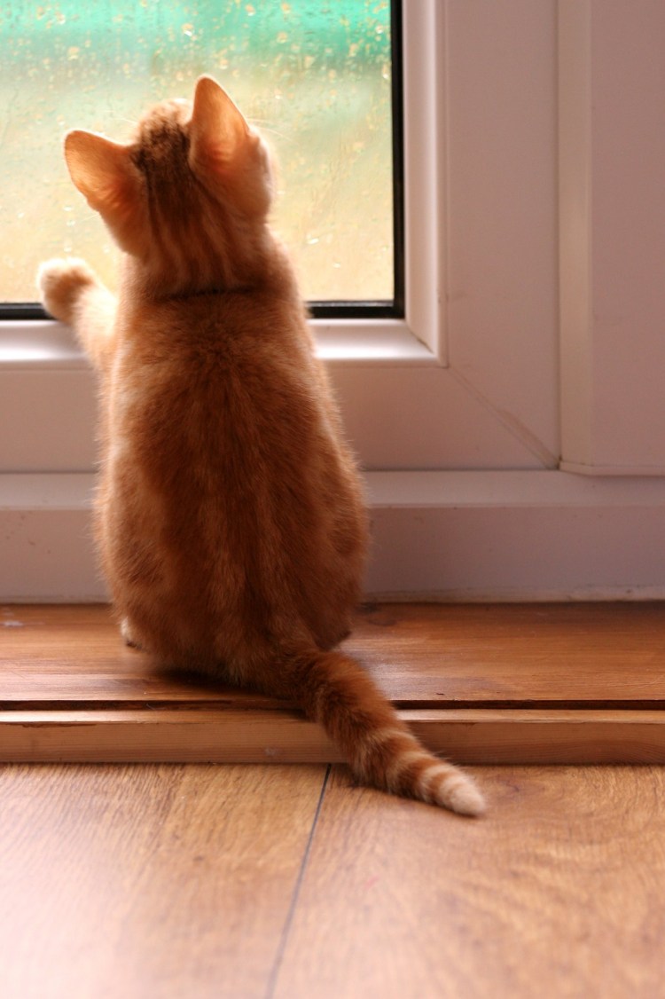 Кот сидит спиной