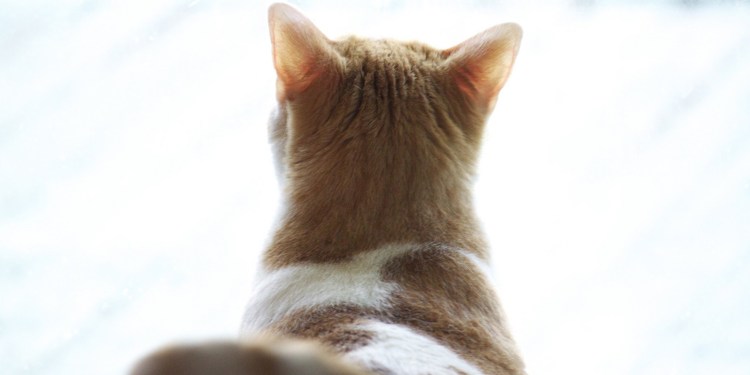 Кошачий телевизор