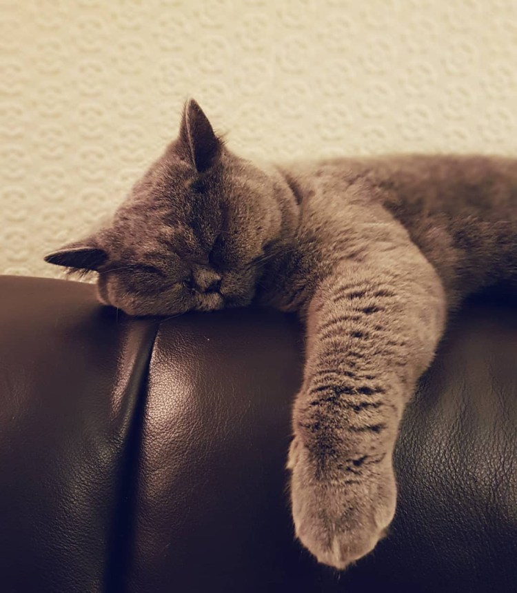 Черная кошка сидит