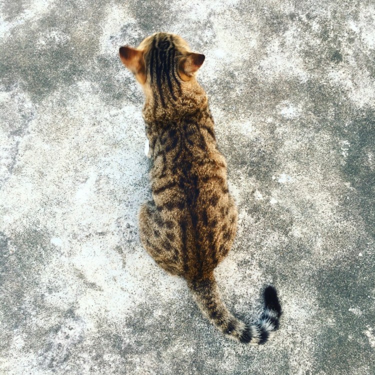 Полосатый кот со спины