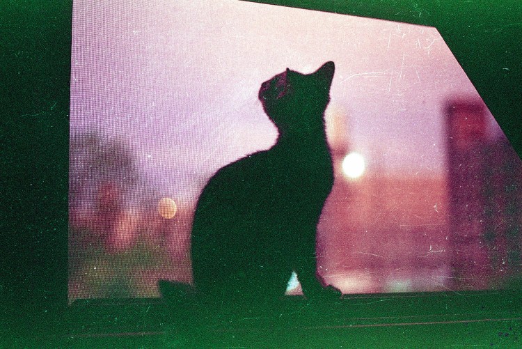 Кошачий затылок