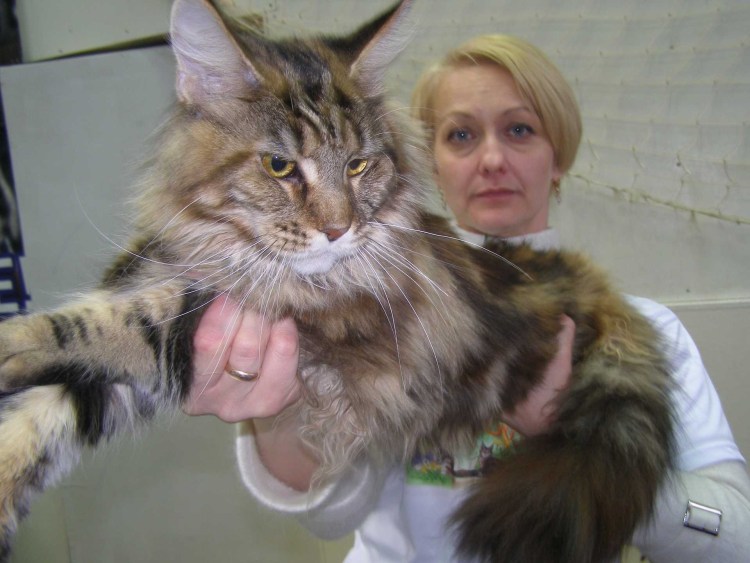 Метис Мейн куна