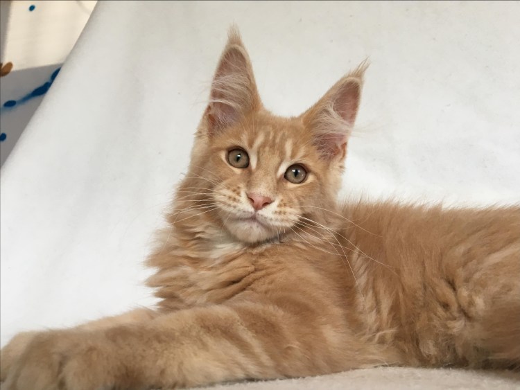 Кошка Мейн кун метис