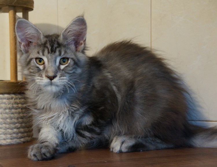 Метис Мейн куна и керла